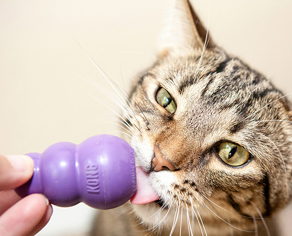 Tabby cat licking purple KONG toy